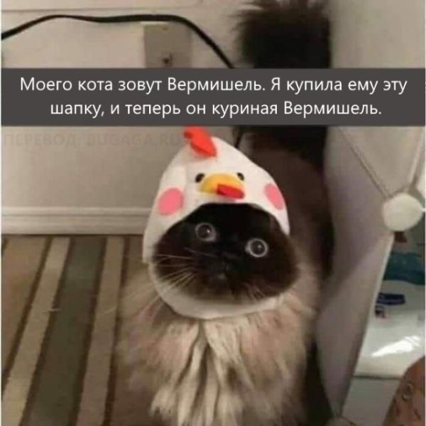 Весёлые мемы, которые наверняка понравятся вашей кошке (14 шт)