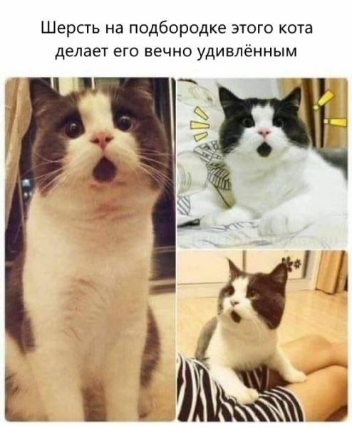 Весёлые мемы, которые наверняка понравятся вашей кошке (14 шт)