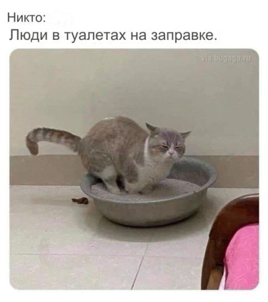 Весёлые мемы, которые наверняка понравятся вашей кошке (14 шт)