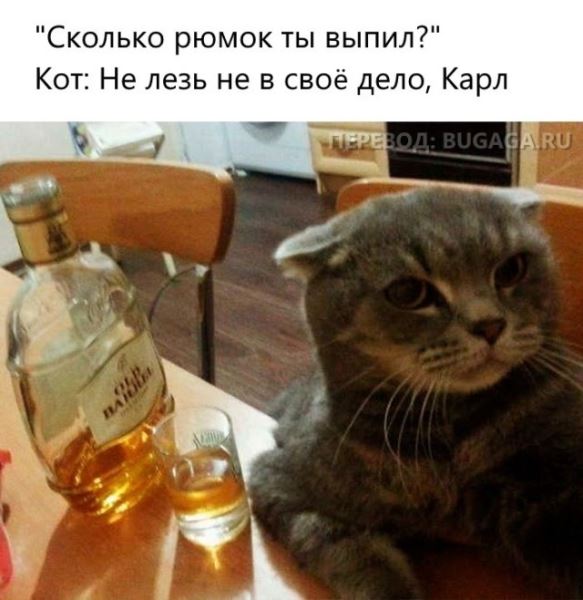 Весёлые мемы, которые наверняка понравятся вашей кошке (14 шт)