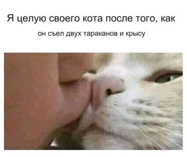 Весёлые мемы, которые наверняка понравятся вашей кошке (14 шт)